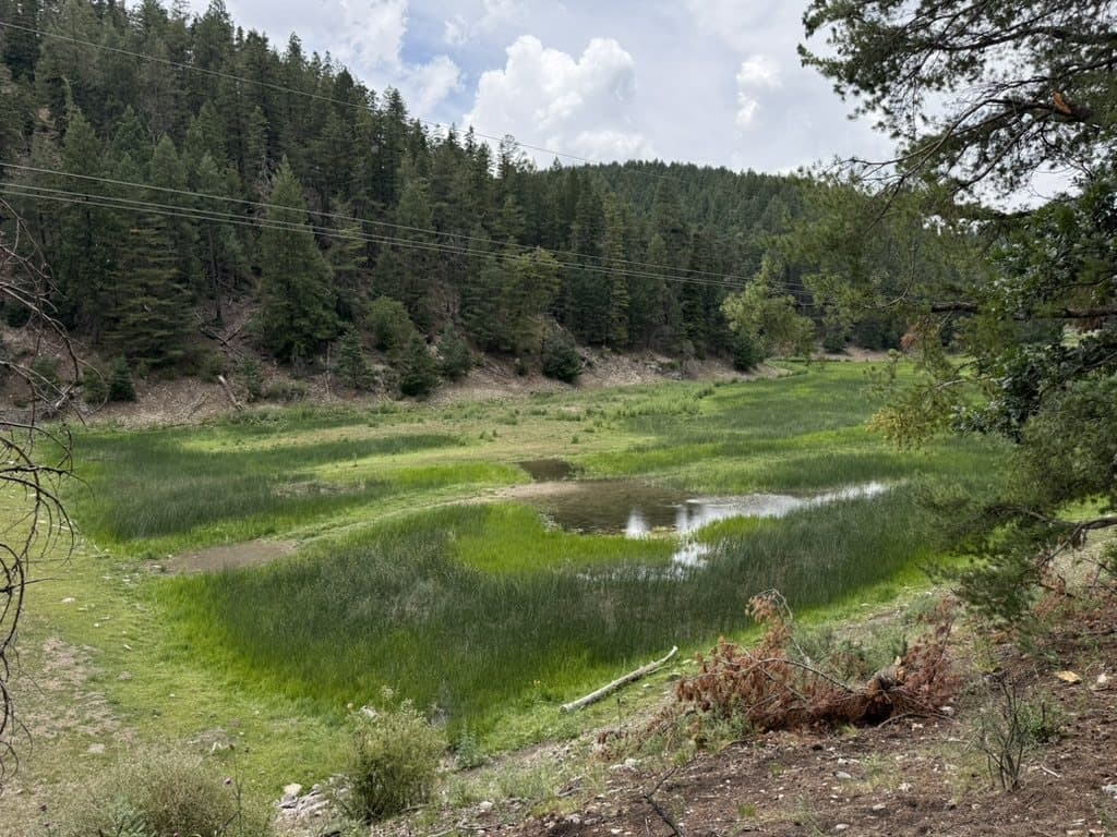 Green meadow beneath a pine-covered ridge
